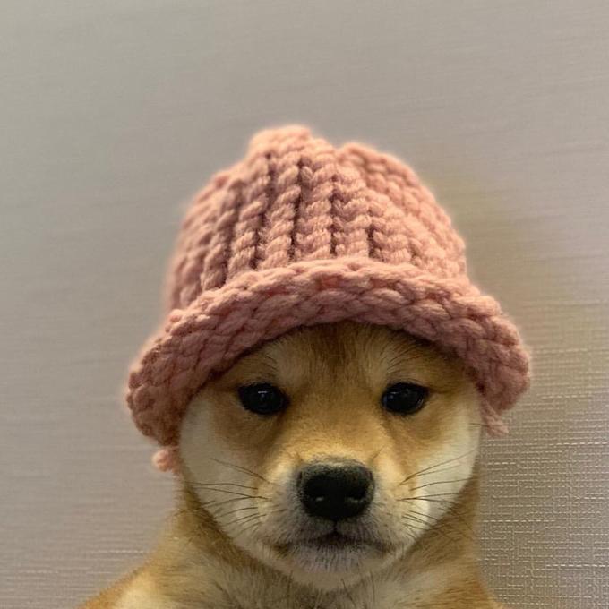 DOGWIFHAT